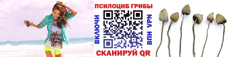 Купить Выкса Галлюциногенные грибы Psilocybine cubensis